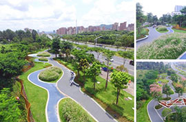 光侨路绿化景观提升工程